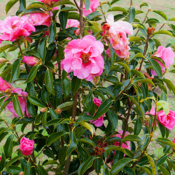La casa de las 1000 camelias
