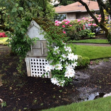 Garden June and July 2015