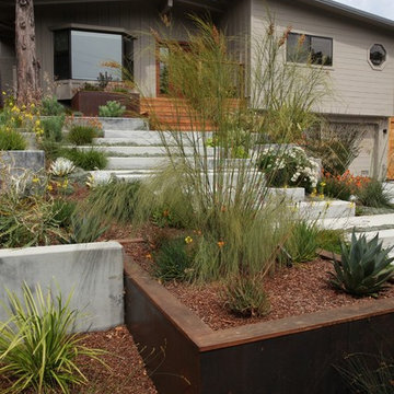 Modern Belmont Entry Garden