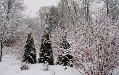 Northeast Gardener's December Checklist