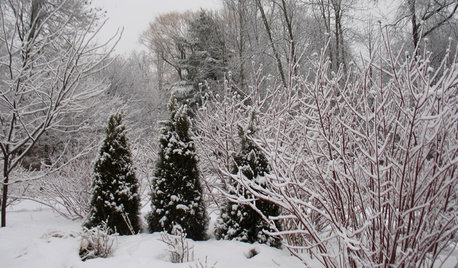 Northeast Gardener's December Checklist