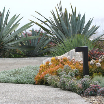 Seaside Colorful Succulent Garden