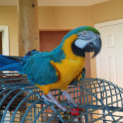 Animal sounds for Primary Kunz's photo