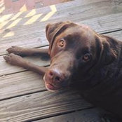 Diane DeCinque's photo