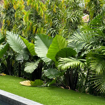 Modern Tropical Landscape South Florida