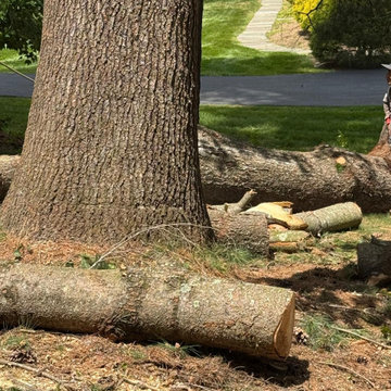 Ortega Tree Service is ready to provide dependable service with the equipment an