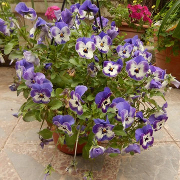 Paniere sospeso