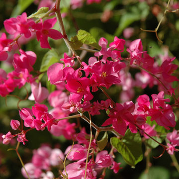 Southwestern Plants