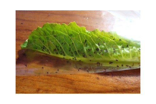 Tiny Bugs All Over Lettuce Pic Included