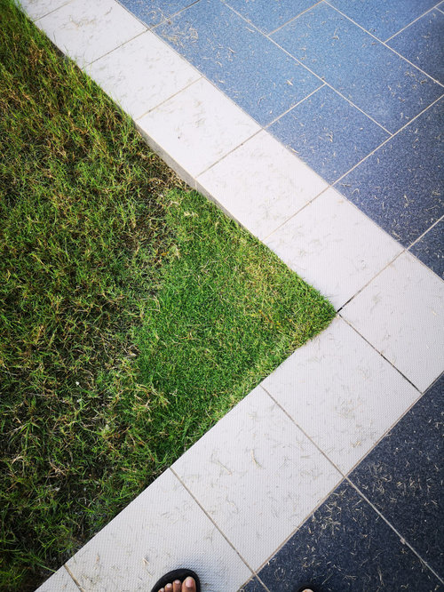 How to spread Zoysia faster?