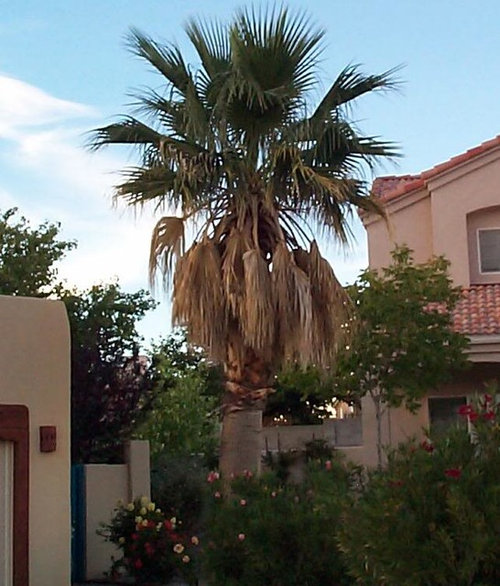 Albuquerque Palm trees pics