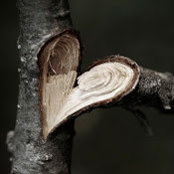 Felicia Whitcomb's photo