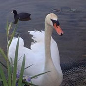 Lisset Celestrins foto