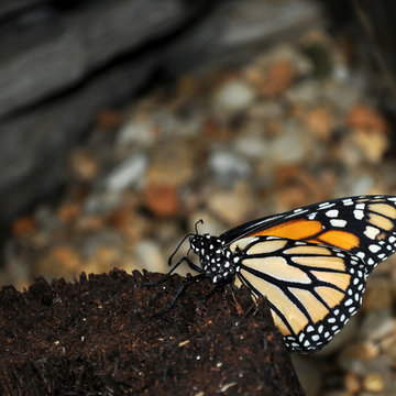 Center in the Square | Butterfly Garden