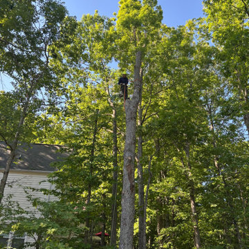 Complete Outdoor Property Improvement and Tree Service