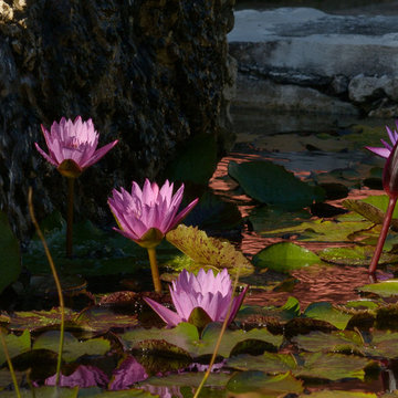 Baker's Bay Garden 2