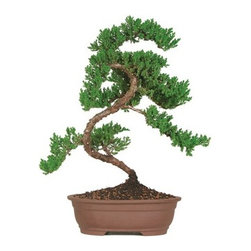 10-year Green Mound Juniper Outdoor Bonsai Tree - Area Rugs