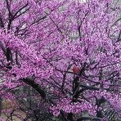 Brigitte Schnedler Davis's photo