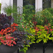 Window Box