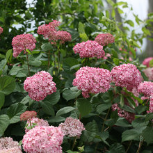 When is the Right Time to Prune Your Hydrangeas?