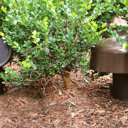 LANDSCAPE SOLUTIONS - Products