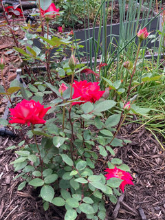 Rose Moderm Modern roses - what roses are your longest living modern roses? | Houzz ...
