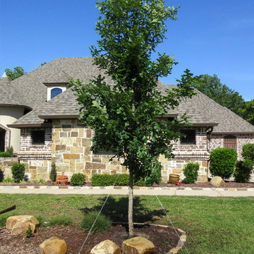 Bur Oak Tree