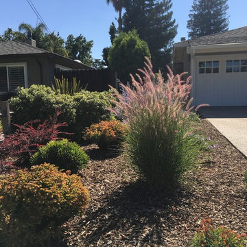 Los Altos No Lawn, Low Water
