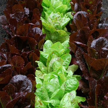 G A R D E N - The Edible Garden
