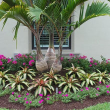 Florida Front Yard