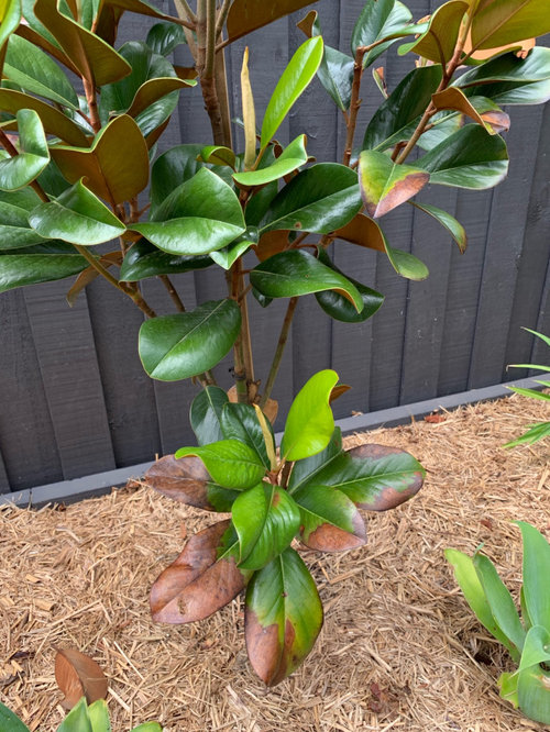 leaf problem with Teddy Bear Magnolia Houzz AU