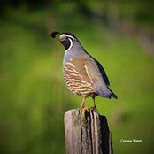 Stacie McGrady's photo
