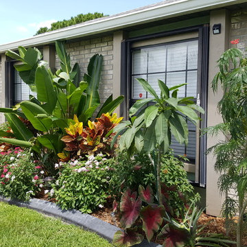 Tropical Front Yard