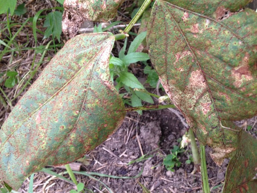 Is this bean rust?