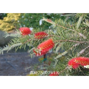 2014 flowers and foliage