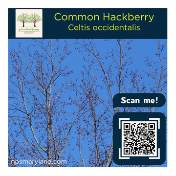 Common Hackberry