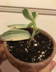 Tricolor jade may not survive :( | Houzz Forum