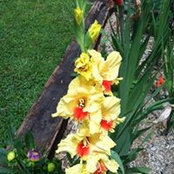Roxie Stephens's photo