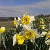 Patti Strike's photo
