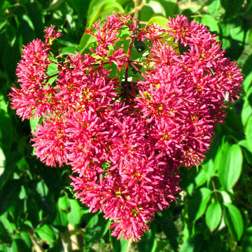 Plant Pink