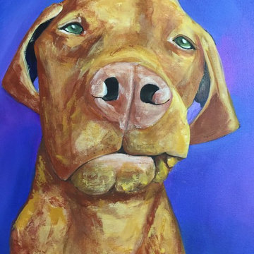 Pet Portraits