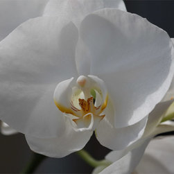 White Orchids - Fine Art Prints