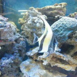 Fresh water and marine fish - Products