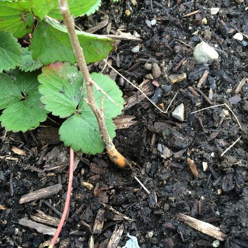Woody weed with orange and yellow roots