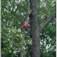 Cowart’s Tree Removal