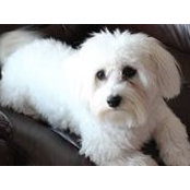 Oliver Morgan's photo