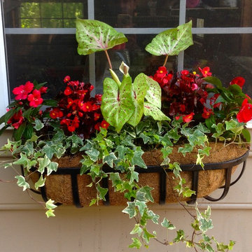 Spring Container Planting
