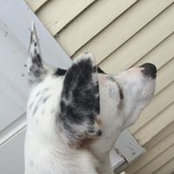 Michael Williams's photo