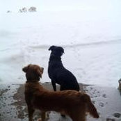 Yvette Ramberg's photo