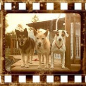 Dina Gori Harkabus's photo